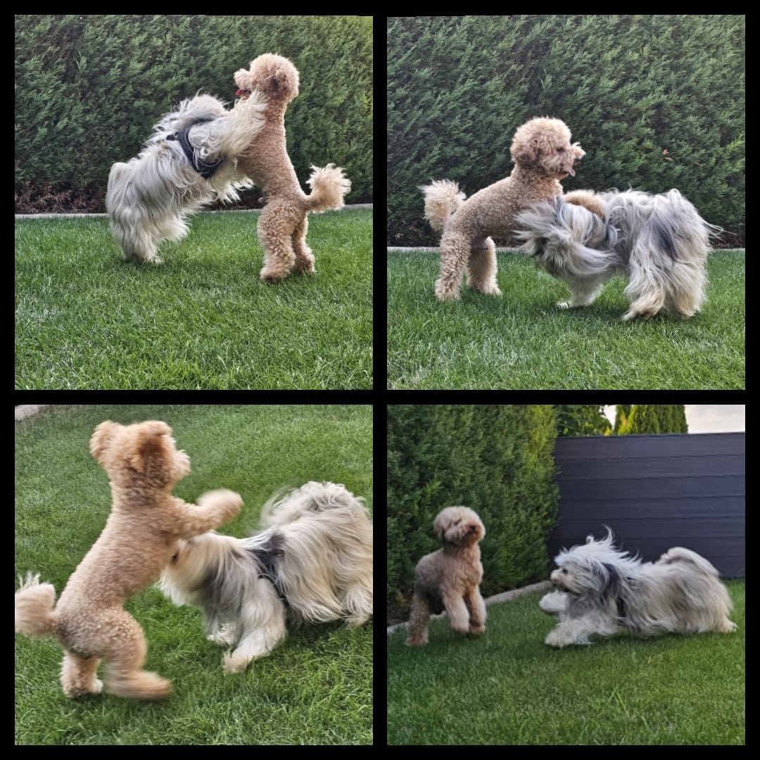 Charly und Benjy beim Hochzeitstanz