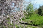 Foto: Baumschule Dové