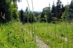 Foto: Baumschule Dové