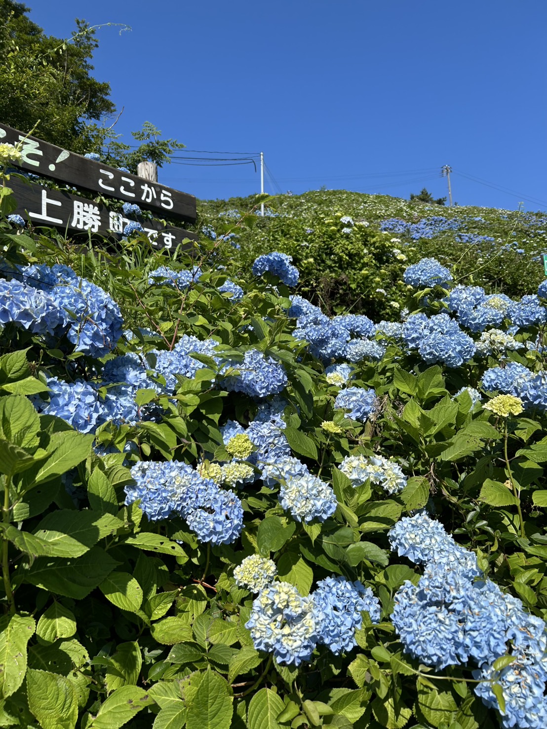 旭ケ丸(1019m)高鉾山 令和7年6月30日（日）