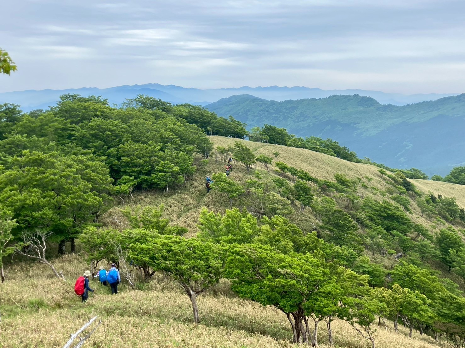 大森山〜佐々連尾山〜大ブナの駄場 令和7年6月8日(日)