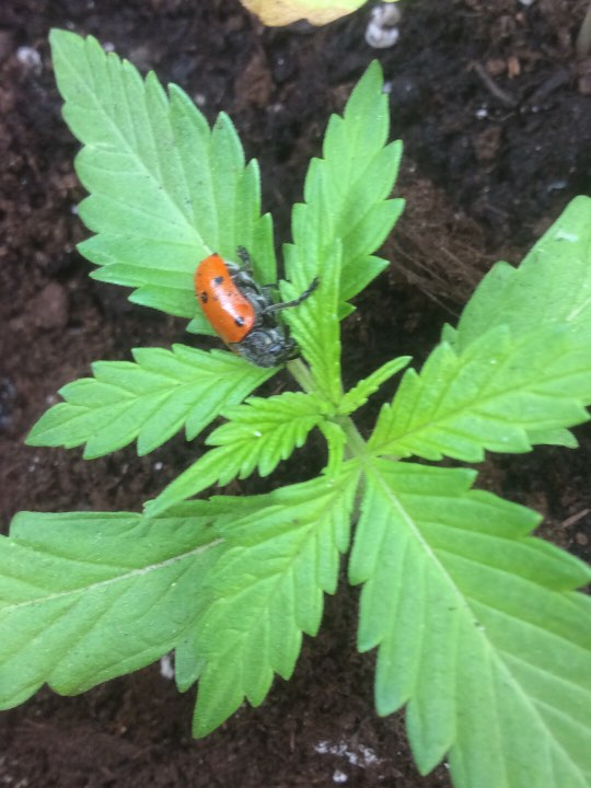beattle protecting our cannabis plant