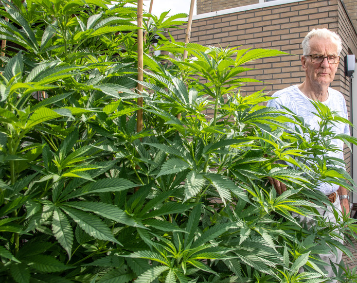  2 cannabis plants seized by the Dutch police