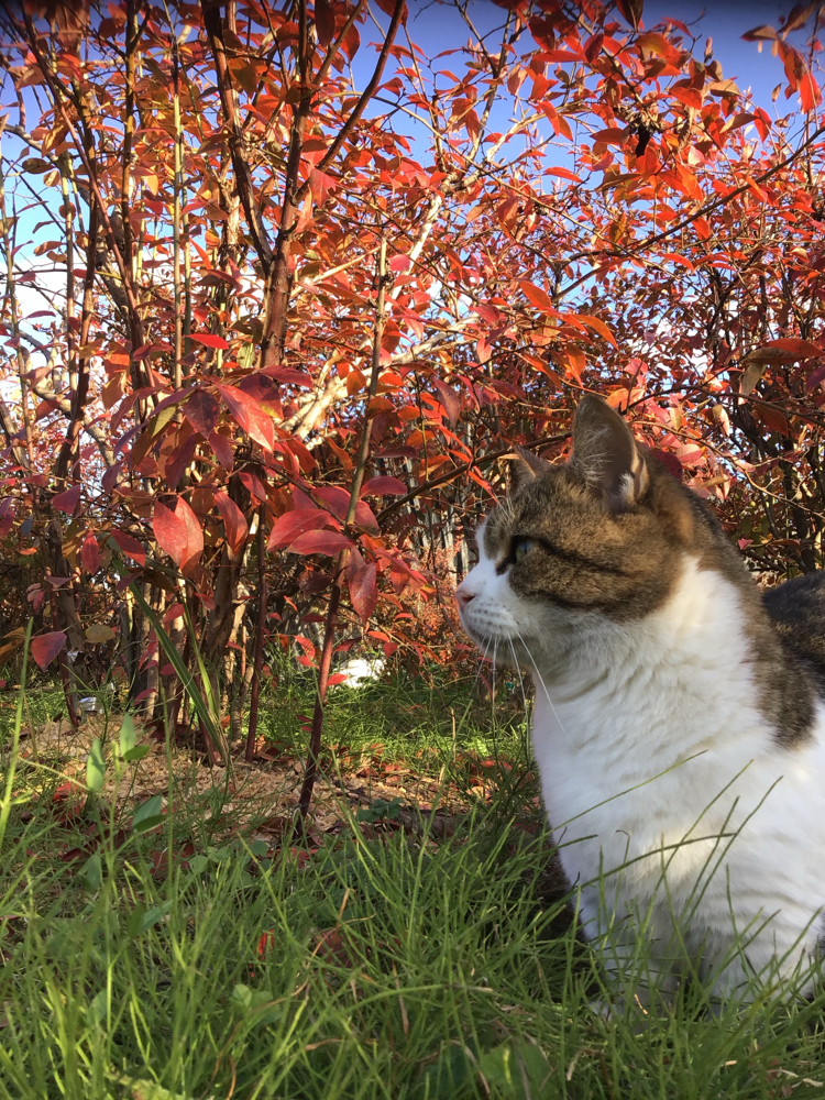 2019.秋.blueberryの紅葉.