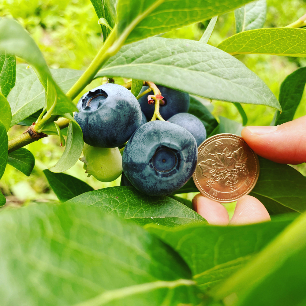 2020.初夏.五百円玉大のblueberry.
