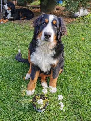 Frauchen ich habe Dir Blumen geklaut.