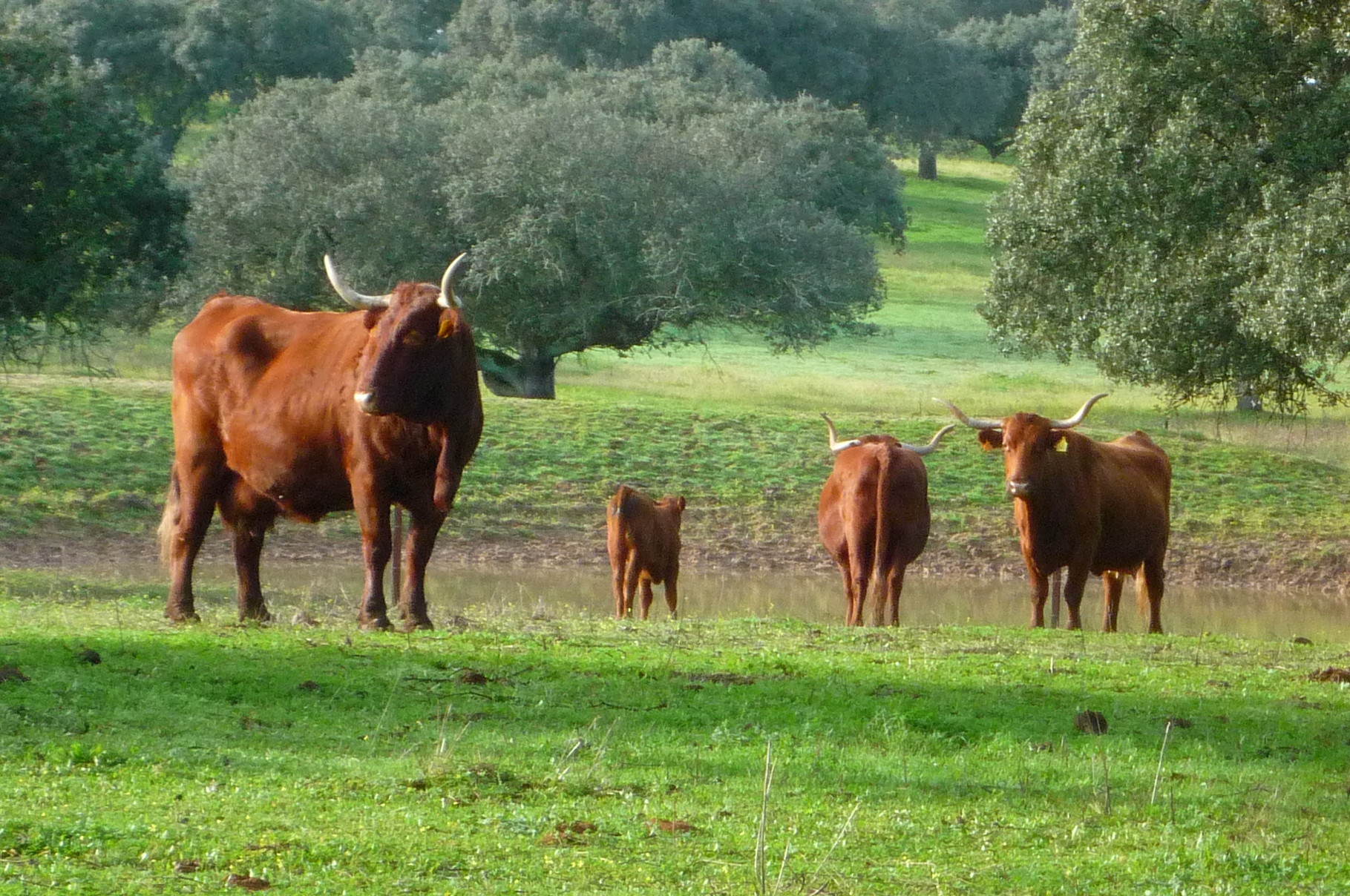 Kühe auf der Wiese