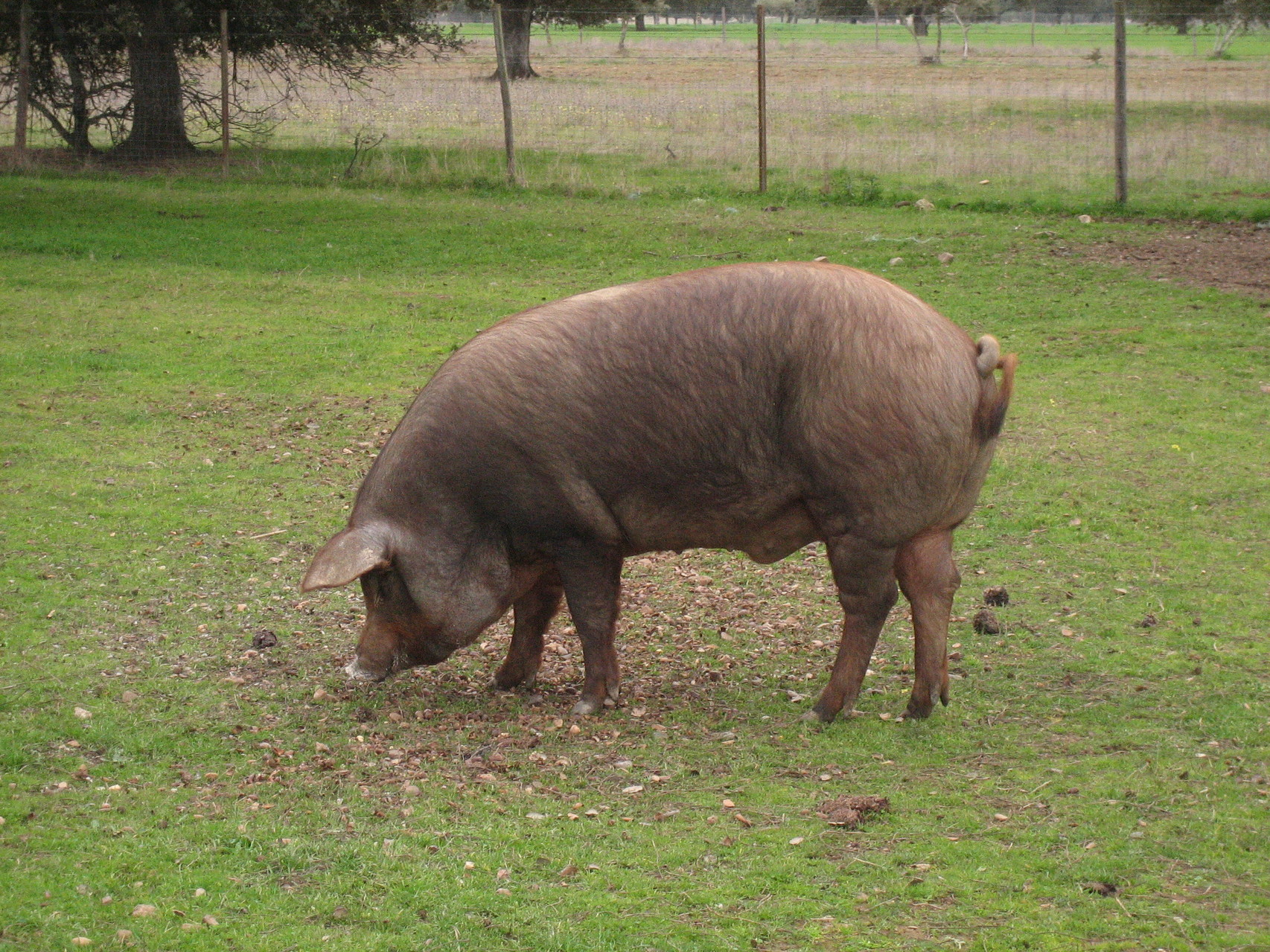 Die iberischen Schweine