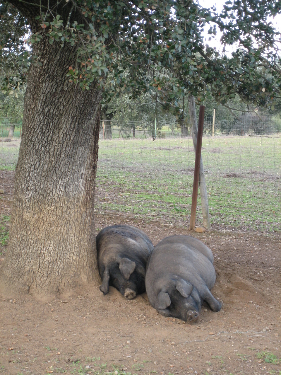 Siesta time!!