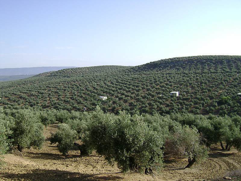 El Olivar (Olivenfelder)