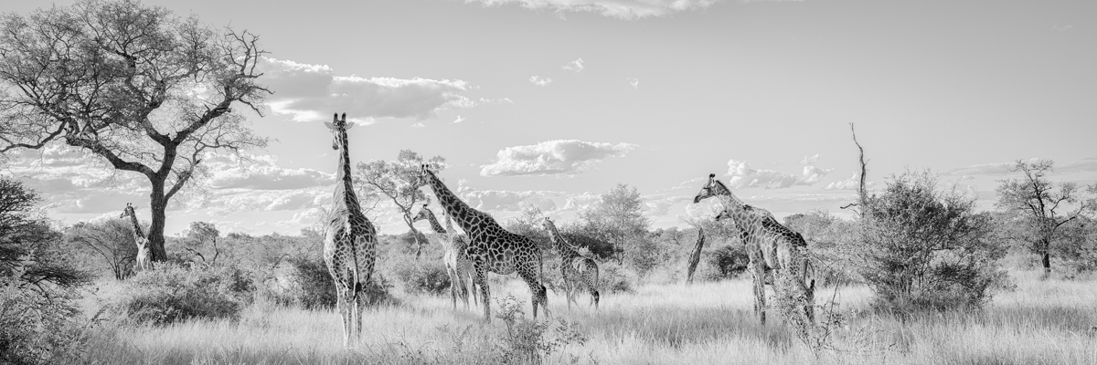 panorama | kruger national park | south africa 2022