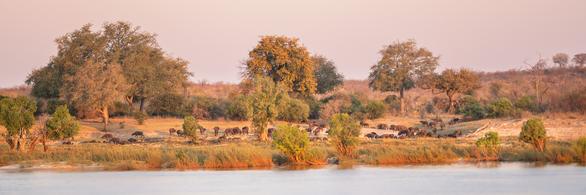 buffalo zambesi | zambia 2021