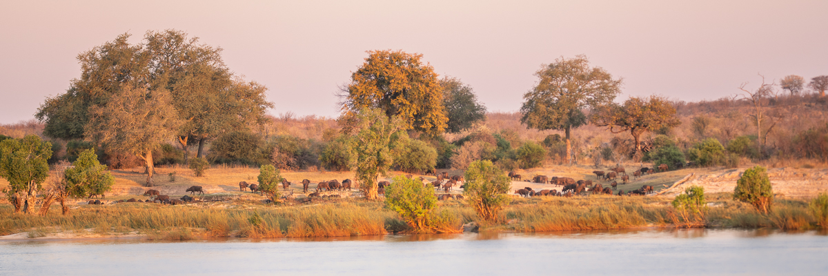 buffalo zambezi | zambia 2021