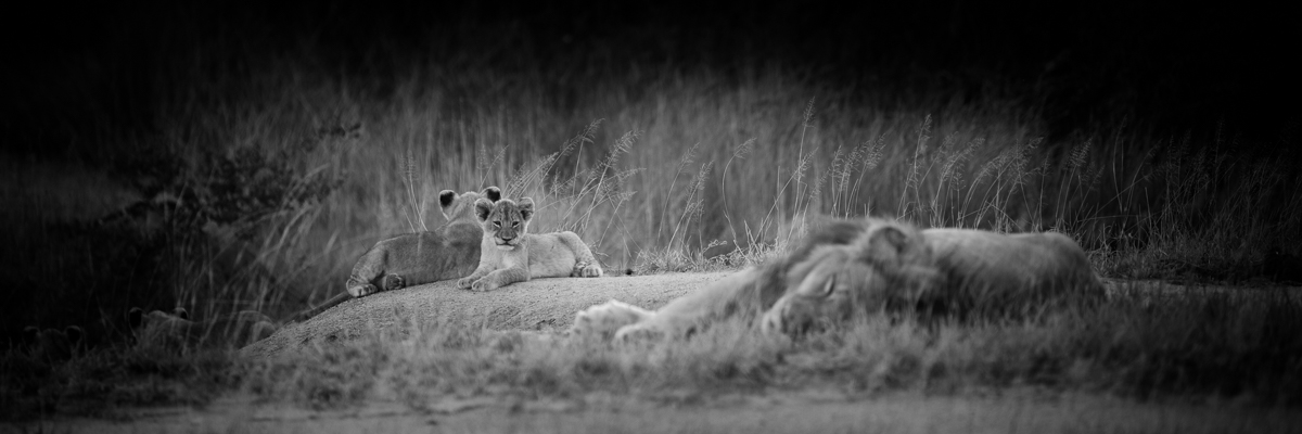 lion | kruger national park | south africa 2022