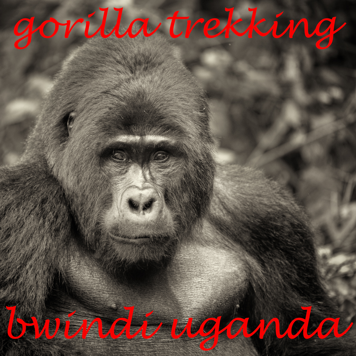 overlanding reisebericht uganda - gorillatrekking im bwindi impenetrable forest