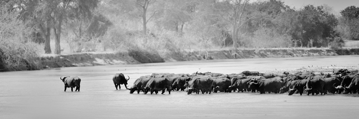 buffalo herd north luangwa | zambia 2021