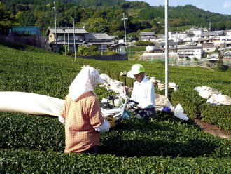 和束の茶農家