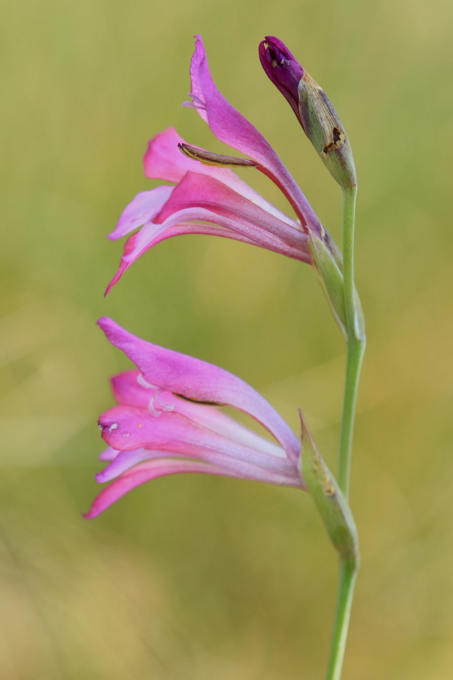 Glaïeul d'Illyrie (Gladiolus gallaecicus) © E. Holder