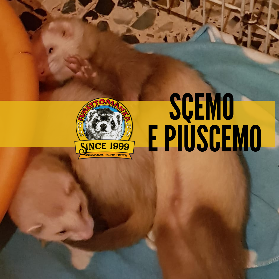 Piemonte - Scemo e PiùScemo ADOTTATI!