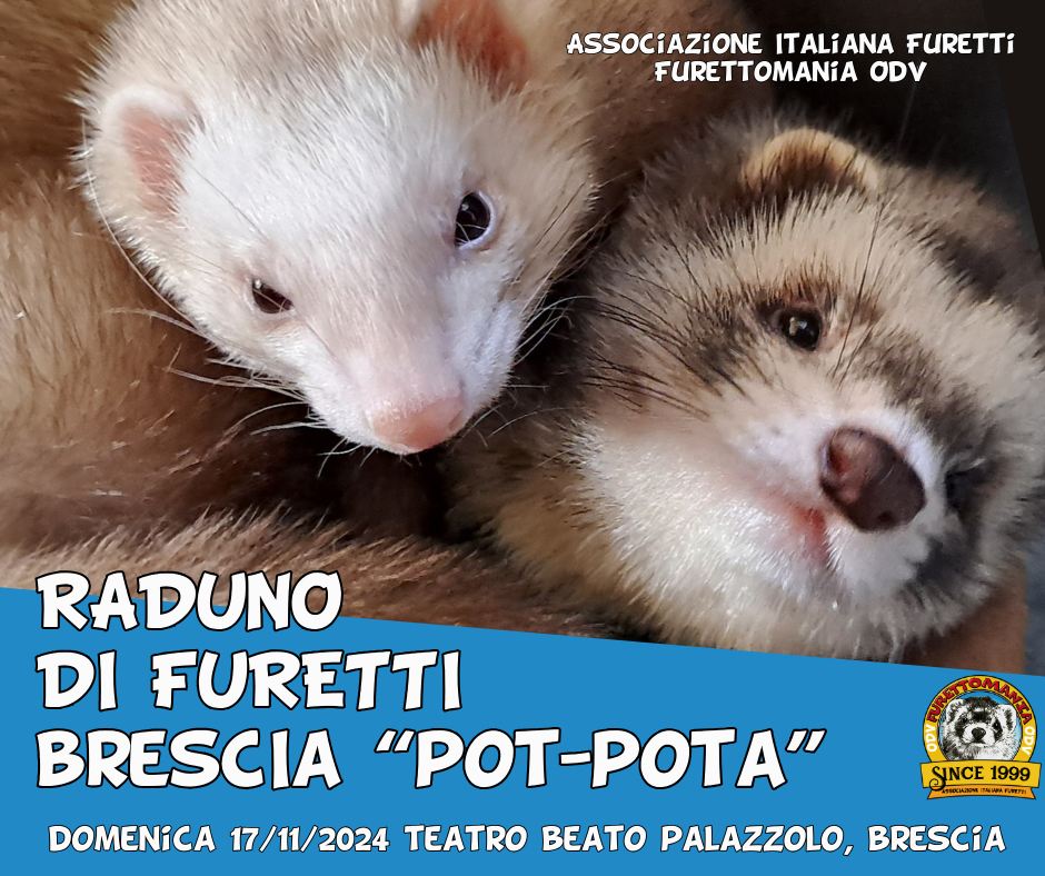 A Bologna il raduno furetti di Furettomania ODV