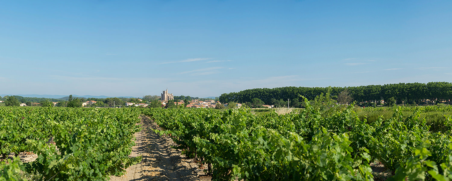 Développer la coopération pour sauver la petite viticulture, 1ère partie : Années 1930, un marasme culturel