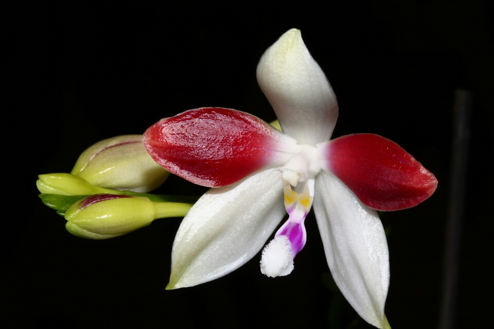 Phalaenopsis tetraspis