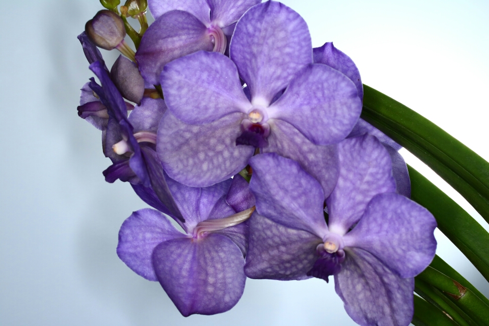 Vanda (orchidea blú)