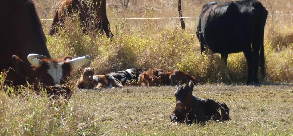 Siesta-time for the babies