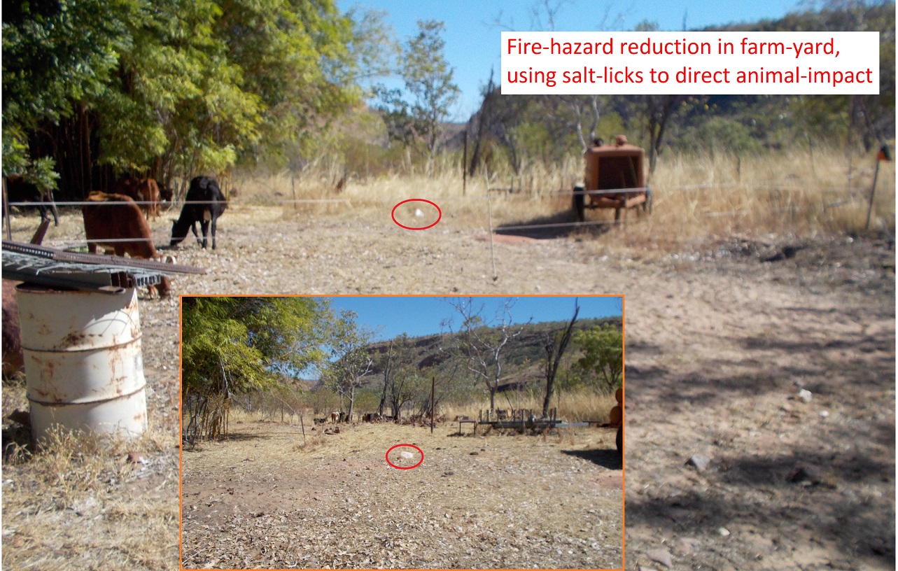 We put megafauna to work - even for fire-hazard reduction in the farm-yard; in this case using salt-licks to direct animal-impact