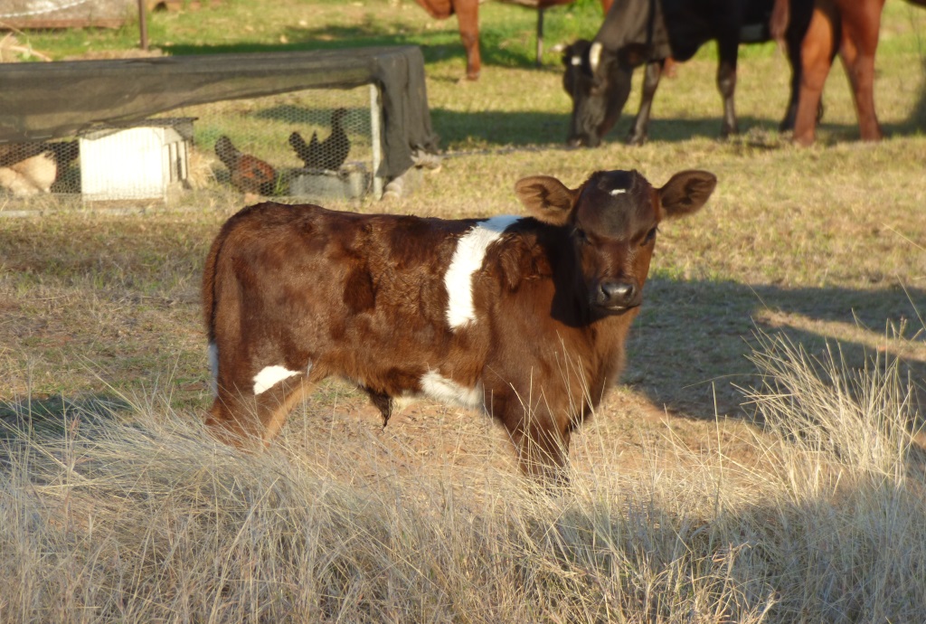 Karibo smiling for the camera