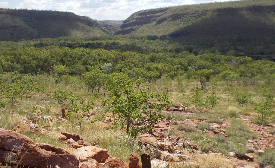 Now its back to munching away at Spinifex-seeds  