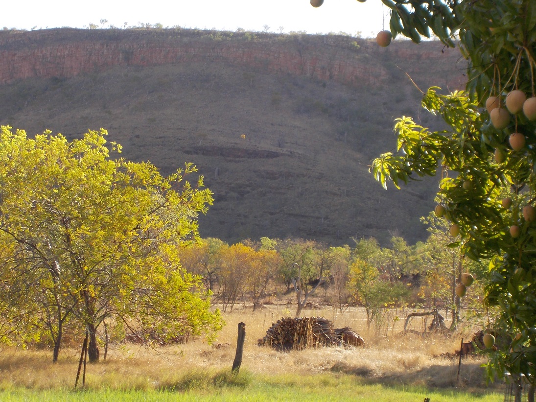 A time to share with birds during the day and with fruit-bats during the night!