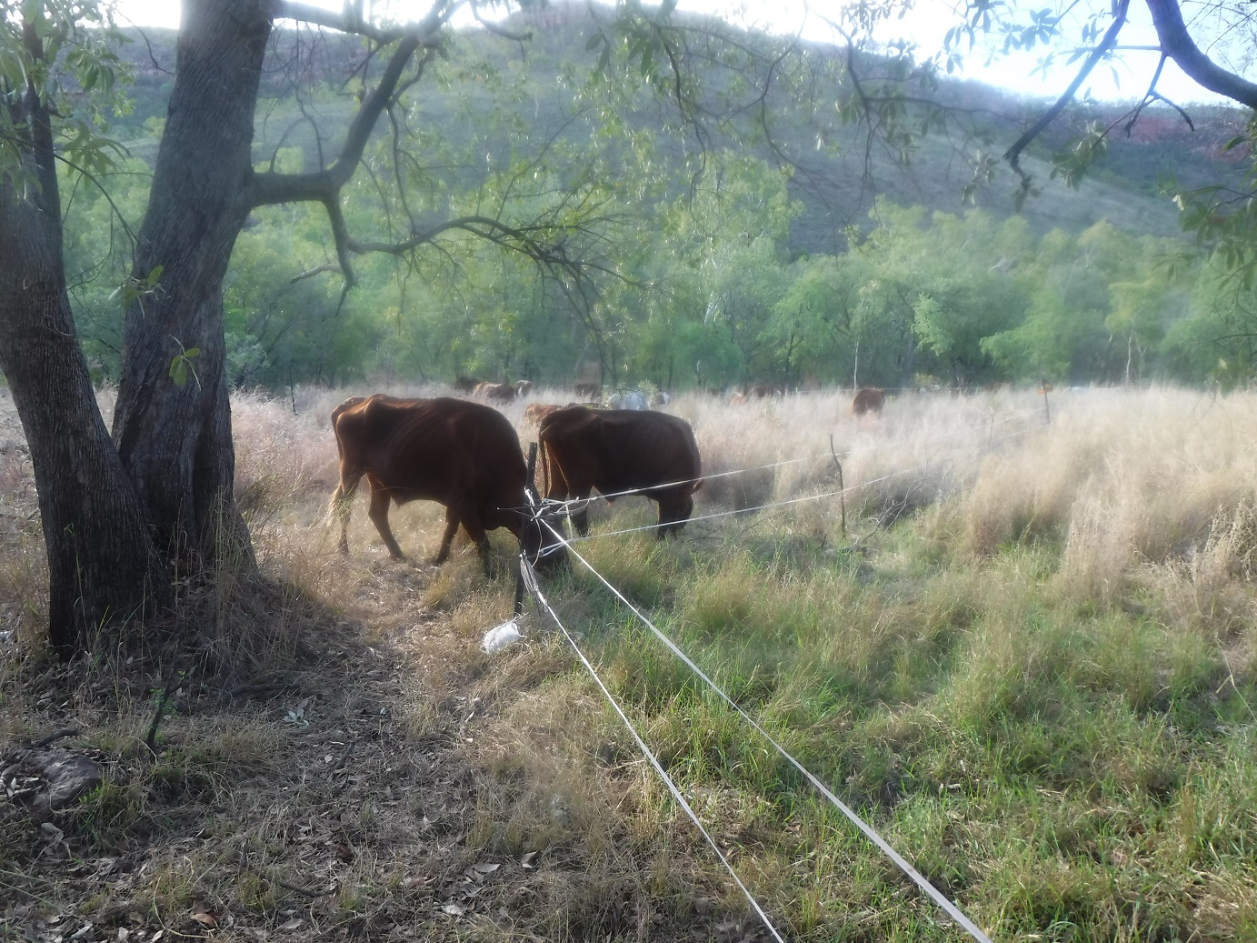 Still mates after all these years, Pistol & Jupiter are now old men