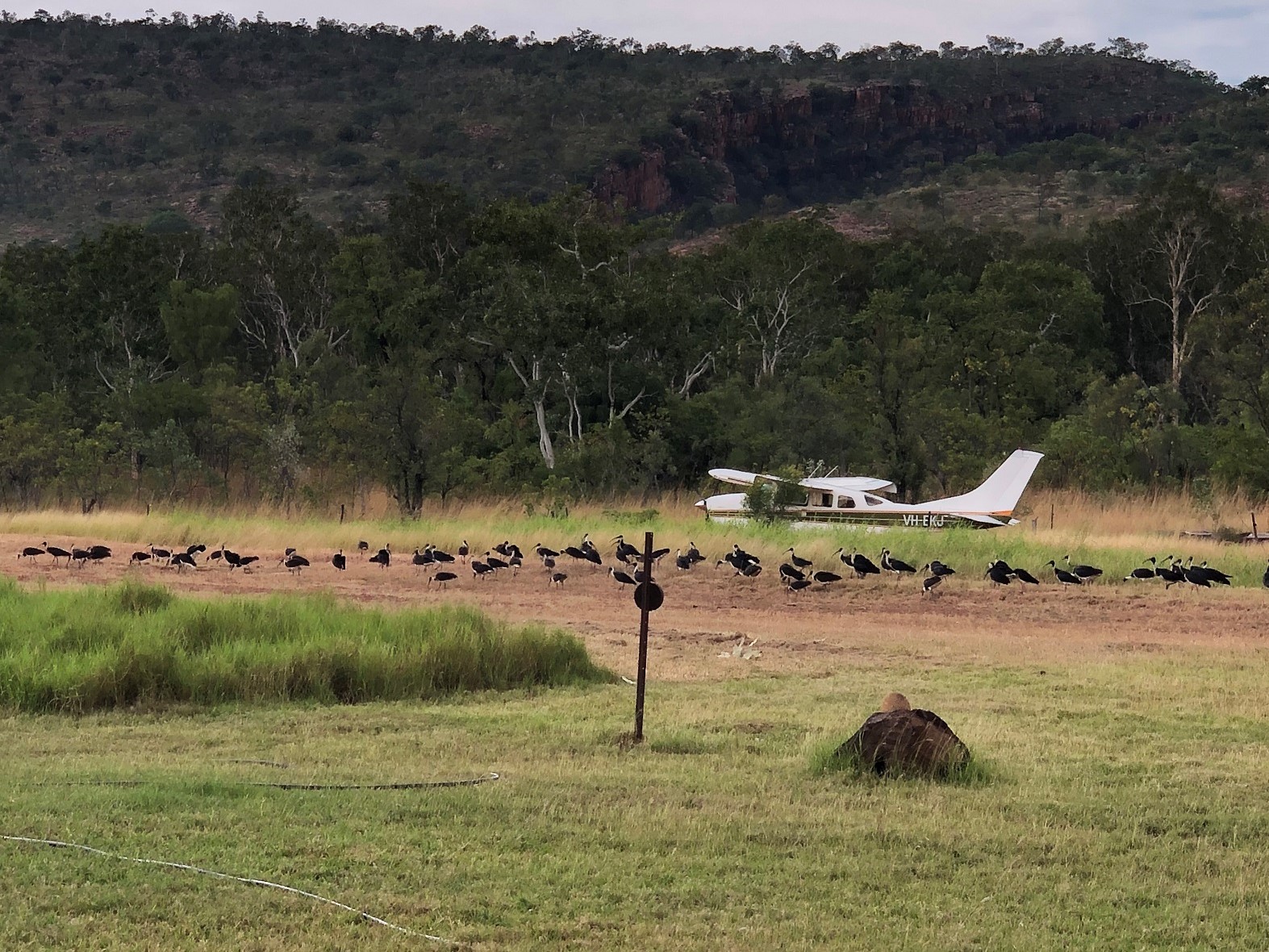 Sharing the airstrip with visiting aviators