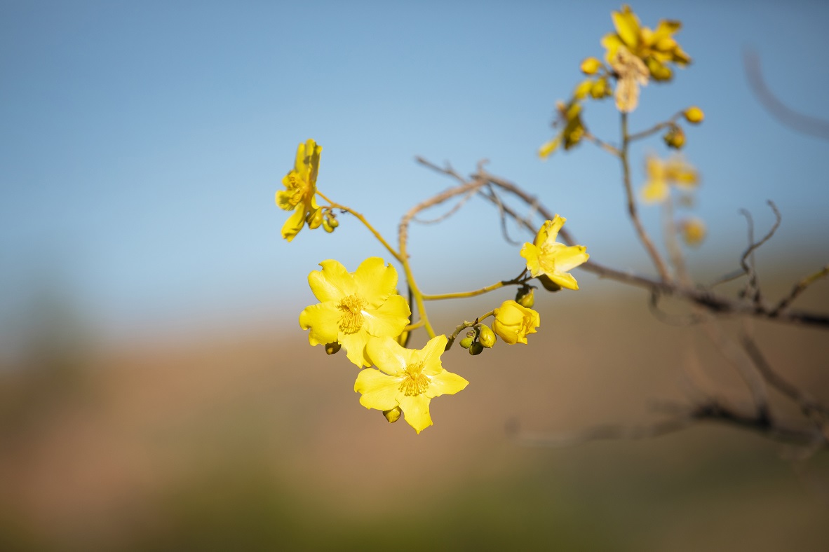 Kapok blossoms (are edible)