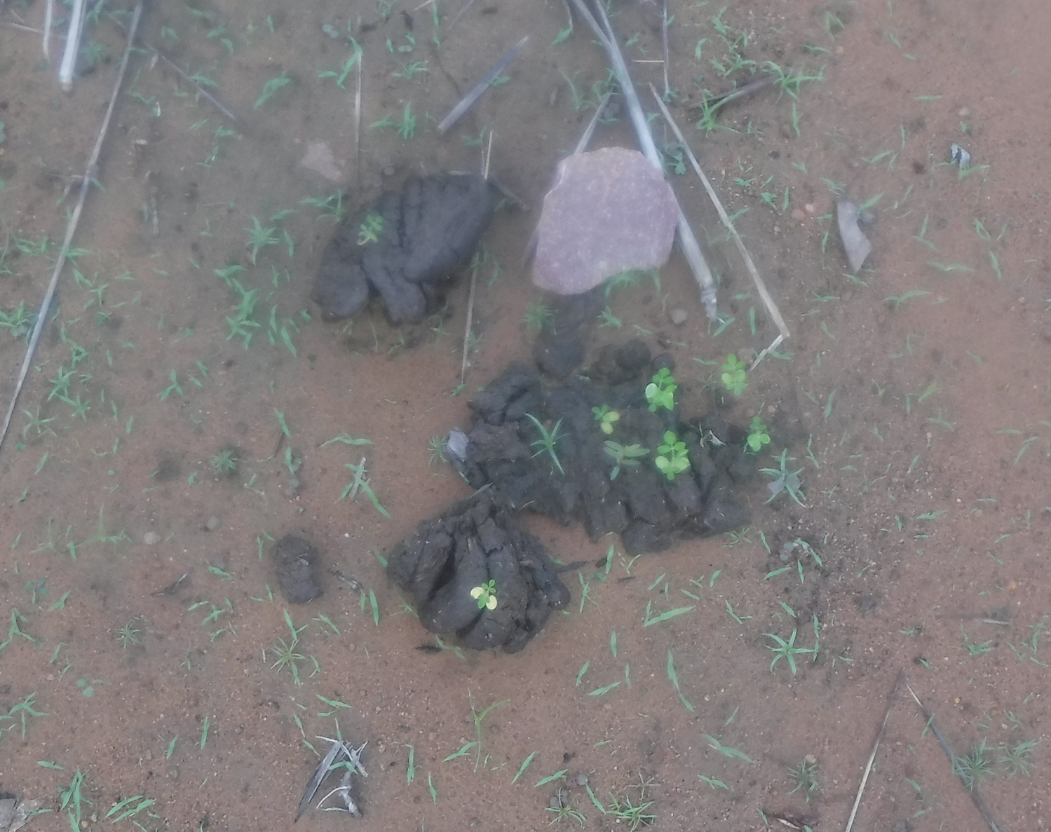 Dung of large herbivores assists with the recolonising of bare ground