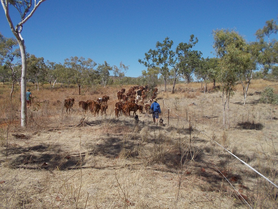 It is time for a drink – Scott, Bob and the dogs taking the herd to water