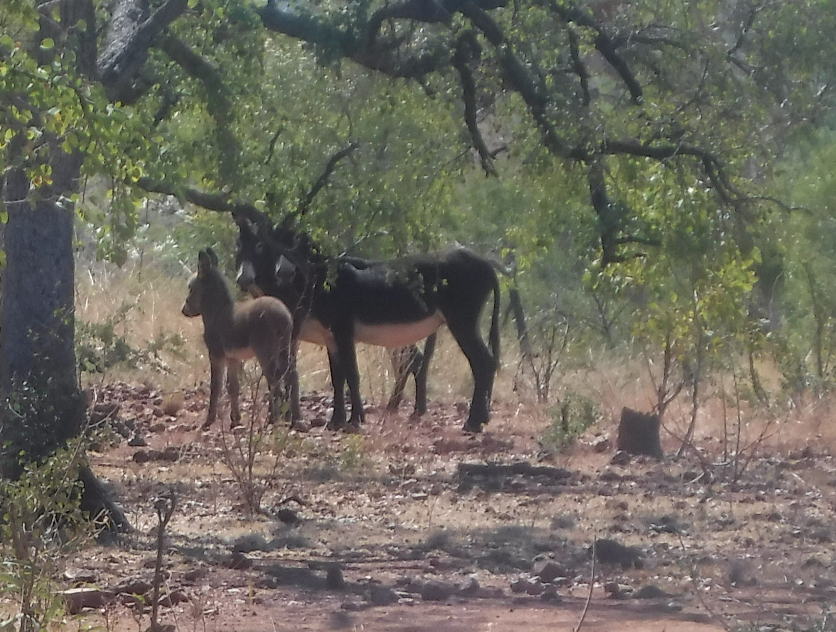 It is easy to interact with wild, but quiet animals. Donkeys behave very differently when they do not need to fear for their lives every time, they see a human or hear the sound of an engine.