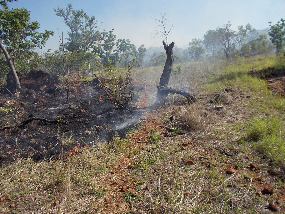 Hard hoofs even assist in the making of natural fire-barriers 