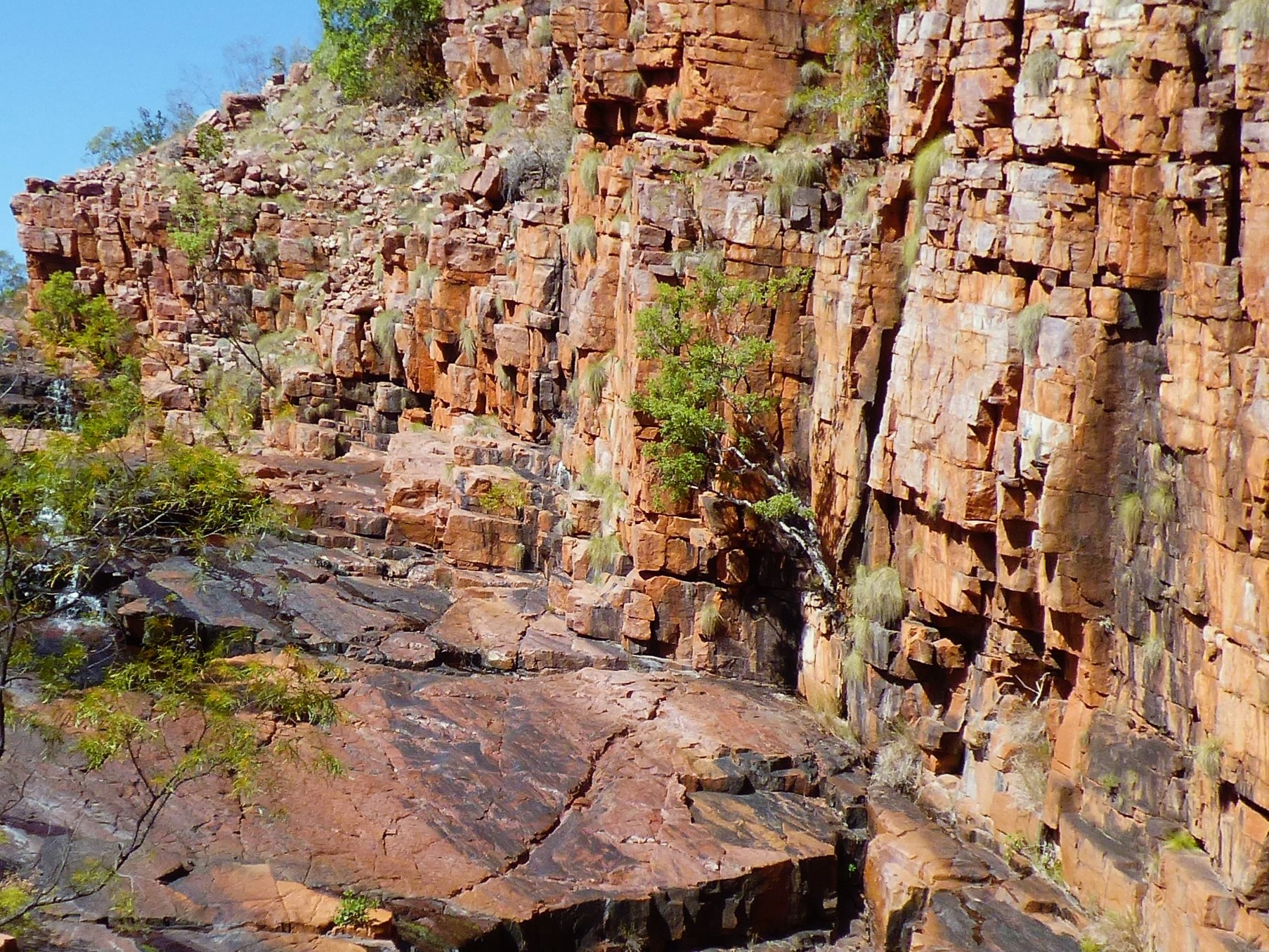 Life for a tree can be tough in a gorge 