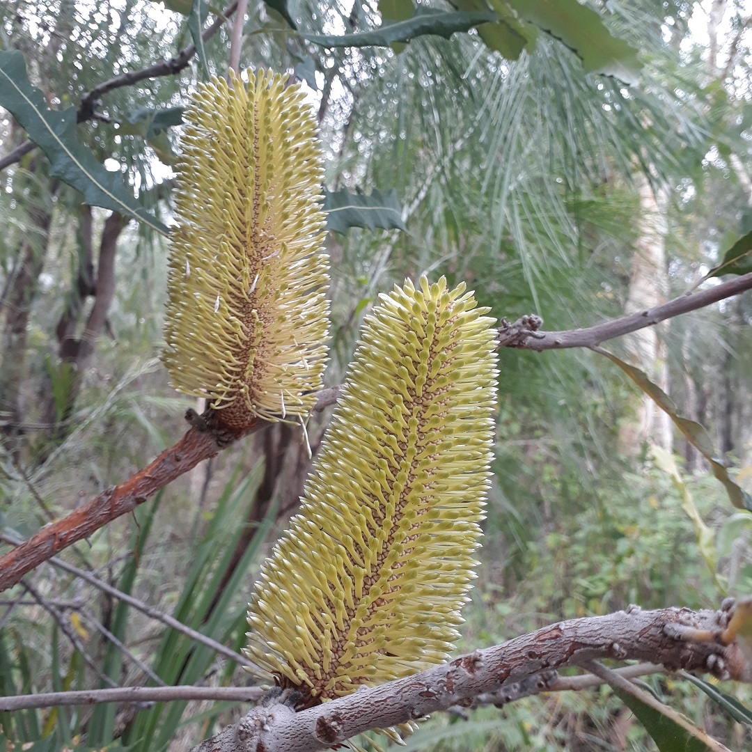 Wherever we look, nature is now fully awake – Banksia beginning to bloom