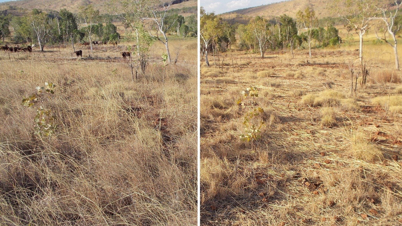 There is plenty of work for Australia's New Megafauna: mulching, even distribution of fertilizer and pruning vegetation