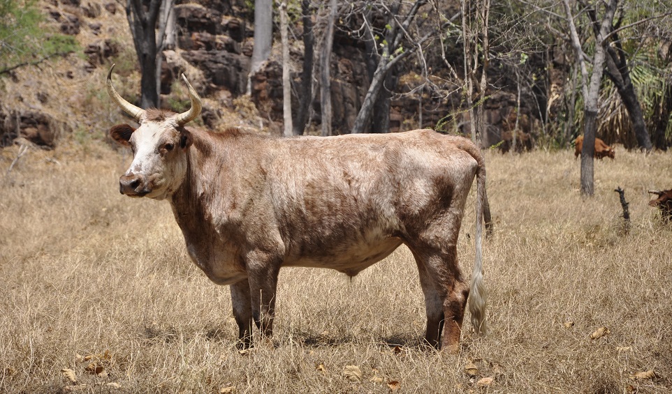 Steven seems to do alright on muesli. He is a locally adapted Kimberley Shorthorn.