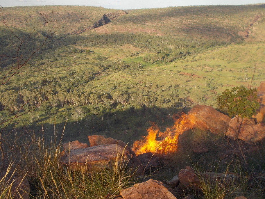 On top of the ranges we rely on wallabies to keep clean our fire-breaks