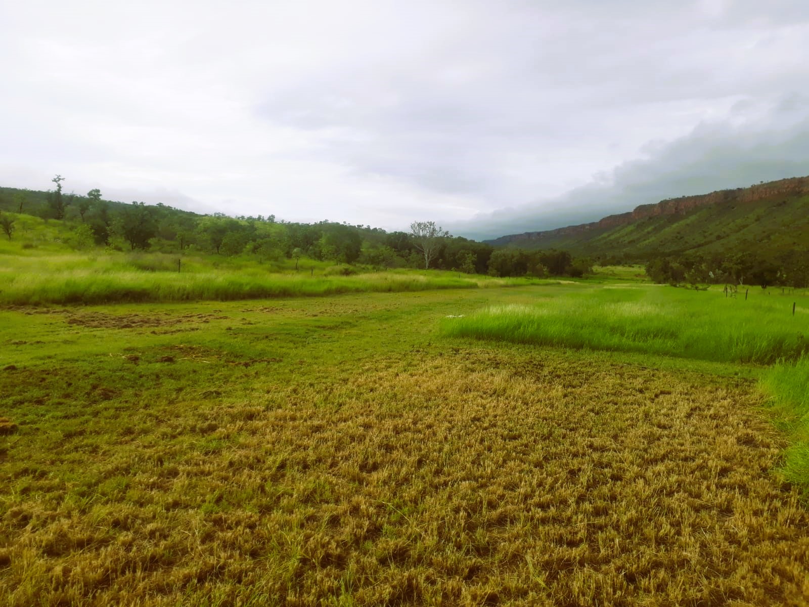 The airstrip gets the mechanical treatment once a year to keep it looking tidy; the animals do the rest