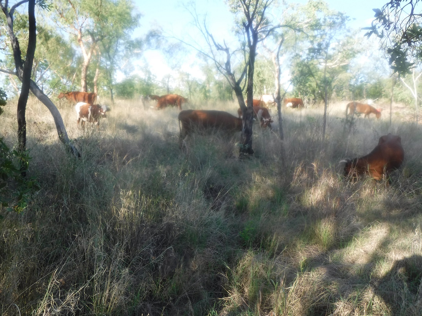 Herbivores have critical roles to play in how landscapes function