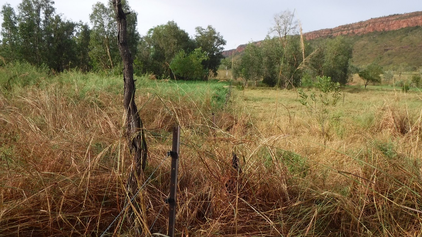 Green grass feeds soil with “liquid carbon”; with the prior help of “hoof-action”, fungi and bacteria then more easily break down solid carbon which then too, ends up in the soil.