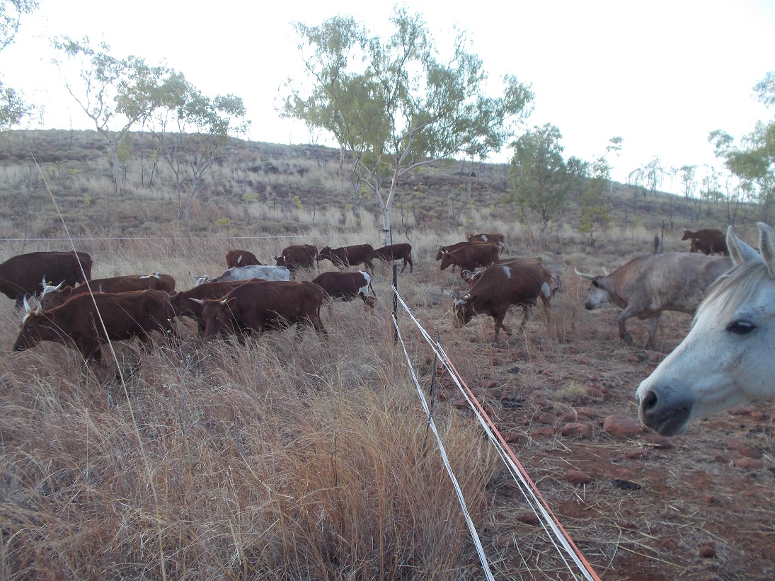 Nature teaches us to use herbivores to grow grass, soil and water!