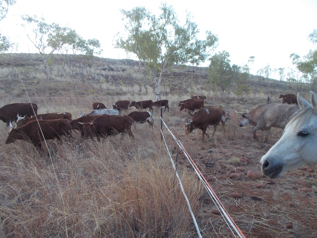 Nature teaches us to use herbivores to grow grass, soil and water!