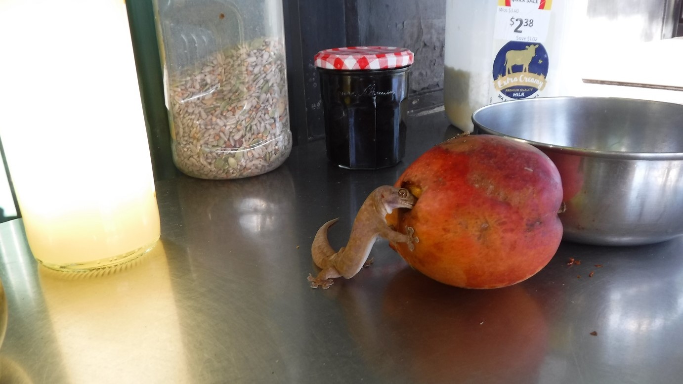 A kitchen-gecko getting drunk on fermenting mango-juice